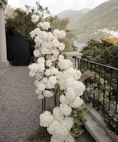 white flowers are growing on the side of a fence