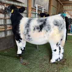 a black and white cow standing in a barn