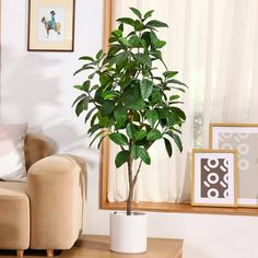 a potted plant sitting on top of a wooden table