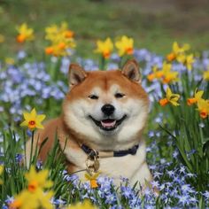 a dog is sitting in the middle of some flowers