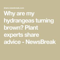 the words, why are my hydrageas turning brown? plant experts share advice - newsbreak