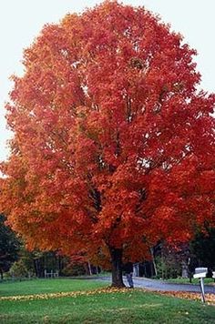 an orange tree in the middle of a park with lots of leaves on the ground