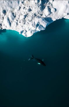 an aerial view of a whale swimming in the water near icebergs and mountains