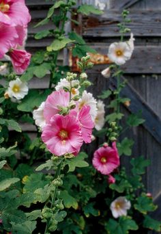 pink and white flowers growing in front of a wooden fence with green leaves on it