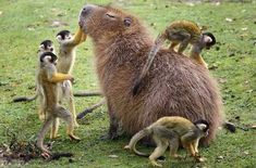 an animal that is standing in the grass with two other animals around it and another animal sitting on its back