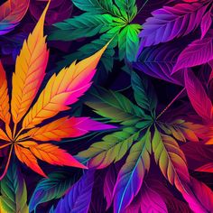 an image of colorful leaves on a black background