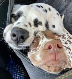 two dalmatian puppies are sleeping together in the back seat of a car