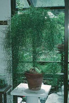 a potted plant sitting on top of a white table in front of a window