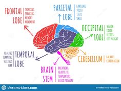 the human brain labeled in different colors and names stock photo - image 349784