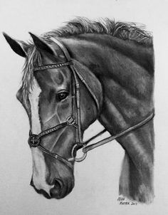 a pencil drawing of a horse's head