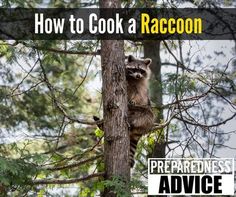 a raccoon climbing up a tree in the forest with text overlaying how to cook a raccoon