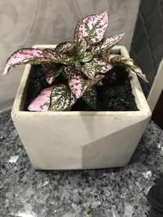 a small potted plant sitting on top of a marble table next to a wall