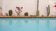 a swimming pool with cactus and flowers in the corner, next to it is a white wall