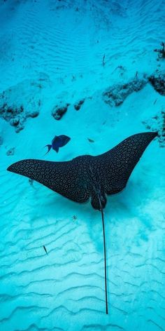 a manta ray swims through the sand in front of a small blue fish