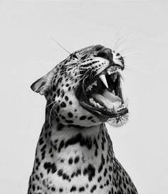 a black and white photo of a leopard with its mouth open