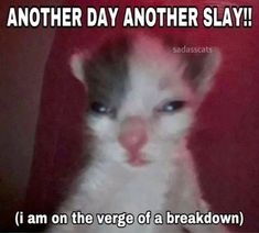 a white and gray cat with blue eyes sitting in front of a red chair text reads another day another slay i am on the vege of a breakdown