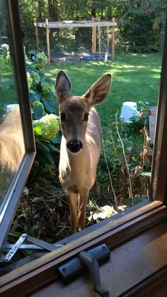 a deer looking through a window at the camera