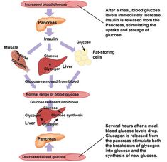 Digestion and Absorption of Carbohydrates – Human Nutrition [DEPRECATED] Carbohydrate Digestion, Digestion Of Carbohydrates, Carbohydrates Biology, Low Gi Foods, Food For Digestion, Baby Feeding Schedule, Blood Glucose Levels