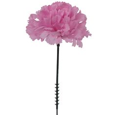 a pink carnation flower on a white background