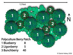 a diagram showing the location of polyclut berry patches in different stages of growth