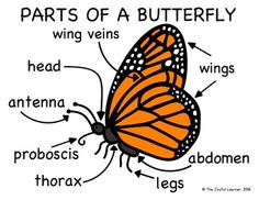 the parts of a butterfly on a white background