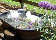 two white ducks in a tub with water and purple flowers on the ground next to it