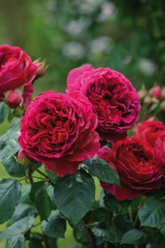 red flowers are blooming in the garden