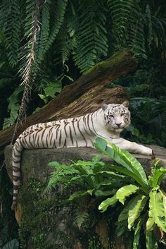 a white tiger laying on top of a rock next to lush green plants and trees