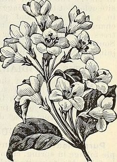 a drawing of some flowers in black and white on an old book page with text