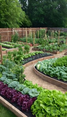 a garden filled with lots of green and purple plants next to a wooden fenced in area