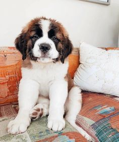 a brown and white dog sitting on top of a couch