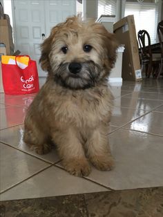 a small brown dog sitting on top of a tile floor