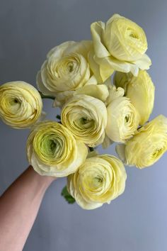 a hand holding a bunch of yellow flowers