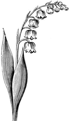 a flower that is growing out of the ground, vintage line drawing or engraving illustration