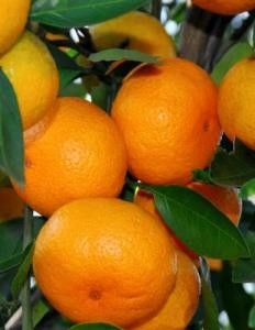 an orange tree with many ripe oranges growing on it