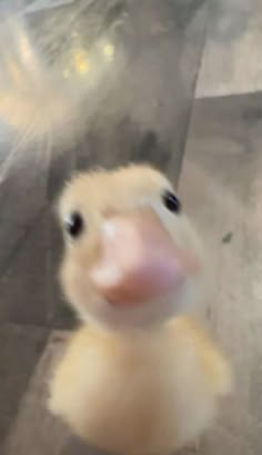 a blurry photo of a baby duck looking up