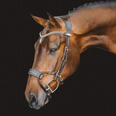 a brown horse wearing a bridle on top of it's head in front of a black background