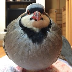 a close up of a bird on a towel