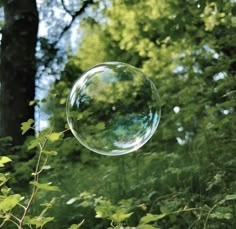 a bubble is floating in the air near some trees and bushes with green leaves on it