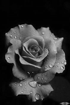 a black and white photo of a rose with water droplets