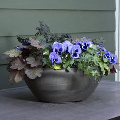 a potted plant with blue pansies and green leaves sits on a table in front of a house