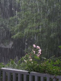 pink flowers in the rain on a wooden bench with trees behind them and an umbrella hanging over it