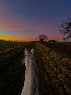 the back end of a horse's head as it walks down a grassy field