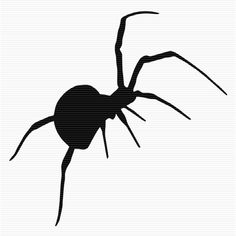 a black spider silhouetted on a white background with long legs and large, slender arms