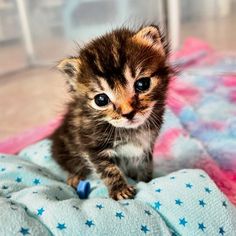 a small kitten sitting on top of a bed next to a pink and blue blanket