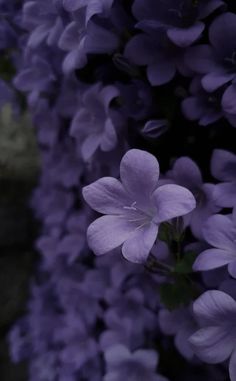 purple flowers are blooming in the garden