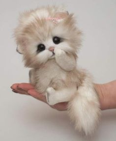 a small white kitten sitting on top of someone's hand with it's paw in the air