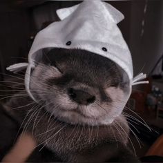 an otter wearing a white hat on its head