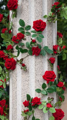 red roses growing on the side of a pillar