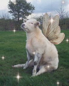 a white dog sitting on top of a lush green field with stars in the sky